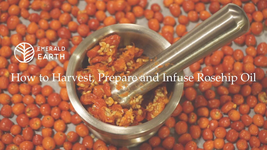 ROSEHIPS: How to Harvest, Prepare and Make Rosehip Infused Oil
