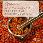 ROSEHIPS: How to Harvest, Prepare and Make Rosehip Infused Oil
